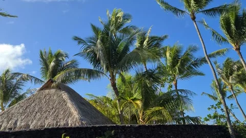 Bora Bora Island, French Polynesia. Rooftop of Traditional House Under Palm Stock Footage 334834097