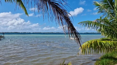 Bora Bora Island Lagoon View Behind Palm Trees From Main Island, French 스톡 동영상 335207725