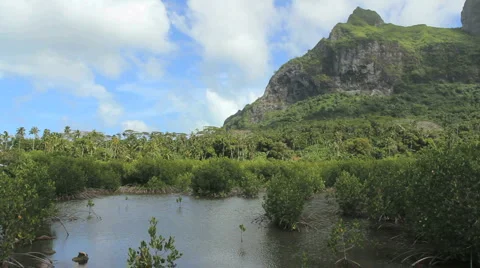 Bora Bora mangrove swamp Stock Footage