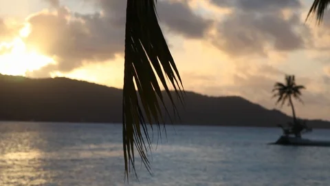 Bora Bora - Palm Leaves Stock Footage 103334022
