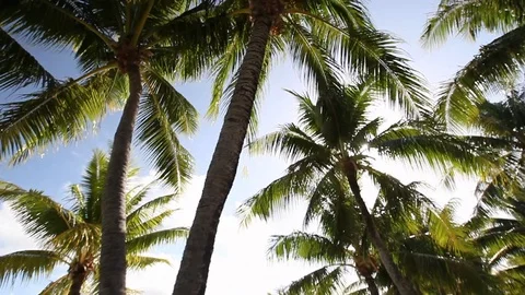 Bora Bora - Palm Tree Sunshine Stock Footage 103333903