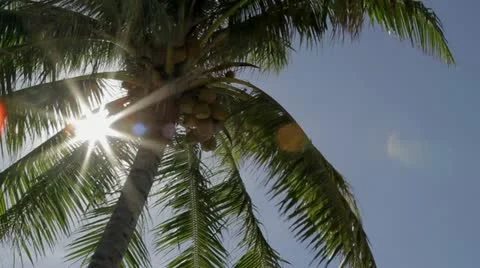 Bora Bora PalmTree Stockbeeldmateriaal 21914571