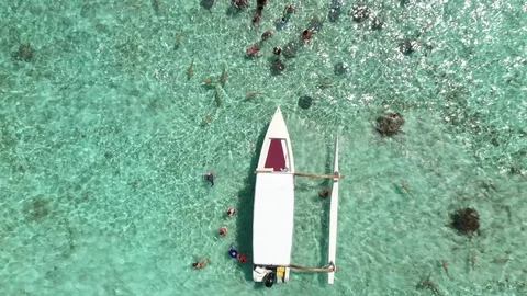 Bora Bora Sharks eagle eye Stock Footage 126730016