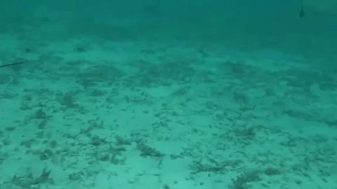 Bora Bora Snorkeling Video stock 168976107