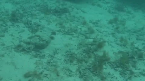 Bora Bora Snorkeling Video stock 168976117