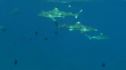 Bora Bora Snorkeling Video stock 168976370