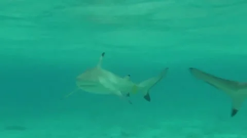 Bora Bora Snorkeling Stock Footage 168976415