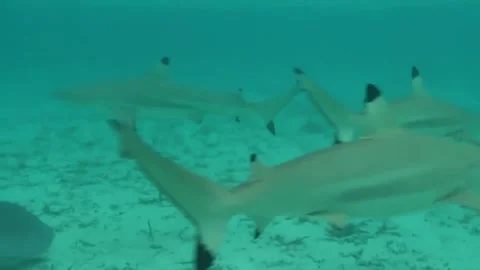 Bora Bora Snorkeling Stock Footage 168976465