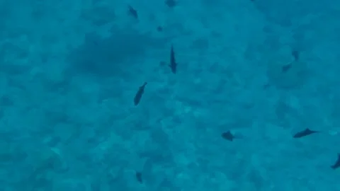 Bora Bora Snorkeling Stock Footage 168976574