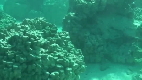 Bora Bora Snorkeling Stock Footage 168976981