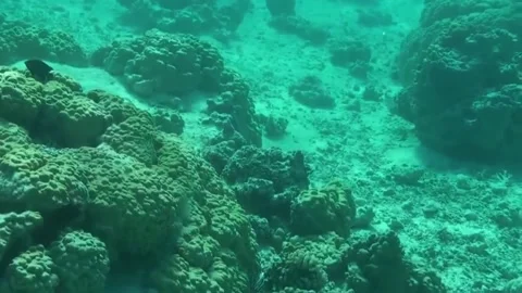 Bora Bora Snorkeling Video stock 168977161