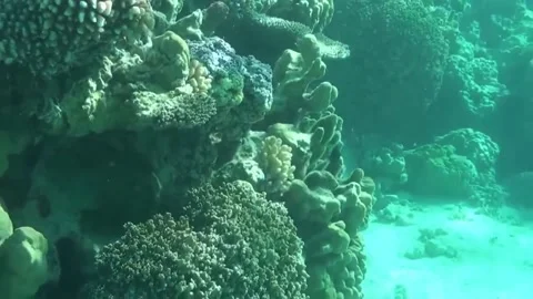 Bora Bora Snorkeling Video stock 168977539