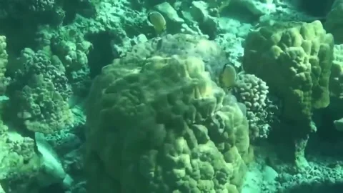 Bora Bora Snorkeling Video stock 168977873