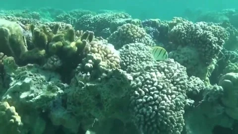 Bora Bora Snorkeling Video stock 168977956