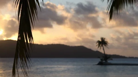 Bora Bora - Wind through Palm Leaves Stock Footage 103334175