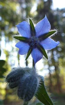 Borage backlit by sun midday Photos
