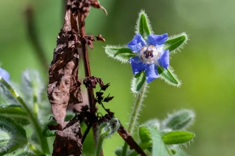 Borage Bloom and Dying Leaf Stock Photos