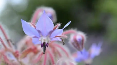 Borage (Borago officinalis) with ant Stock Footage 14890448