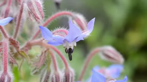 Borage (Borago officinalis) Stock Footage 14890500