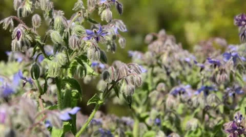 Borage (Borago officinalis) Stock Footage 14894748
