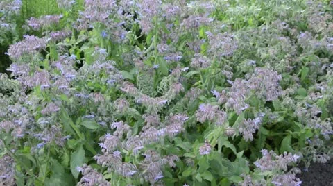Borage (Borago officinalis) Stock Footage 14895170