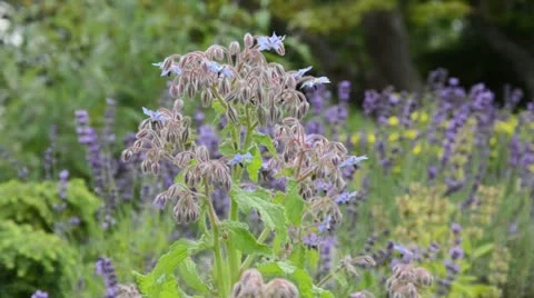 Borage (Borago officinalis) Stock Footage 18150244