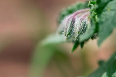 Borage Bud Macro Foto stock