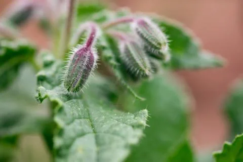 Borage Flower Bud Stock Photos