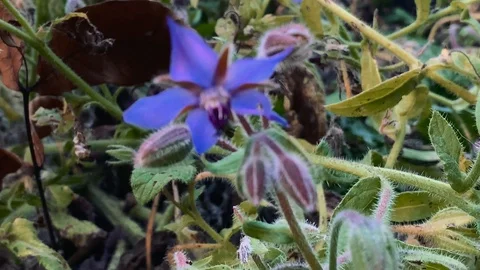 Borage flower macro. Also known as startflower or Borago officinalis. Stock Footage 119688344