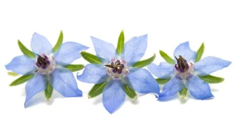 Borage flower Stock Photos