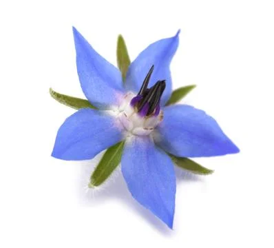Borage flower Stock Photos