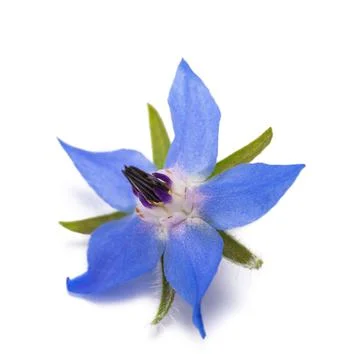 Borage flower Stock Photos