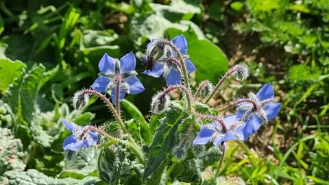 Borage flowers Stock Footage 302011885