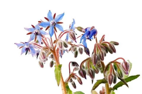 Borage flowers Stock Photos