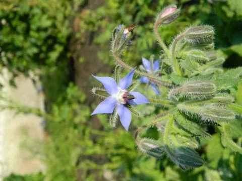 Borage grass Stock Photos