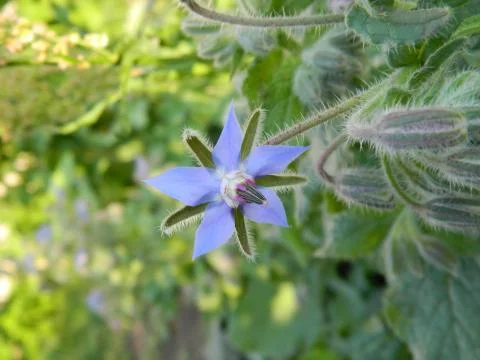 Borage grass Stock Photos