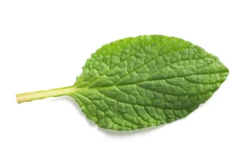 Borage leaf isolated Stock Photos