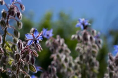 Borage Stock Photos