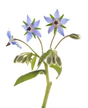 Borage Stock Photos