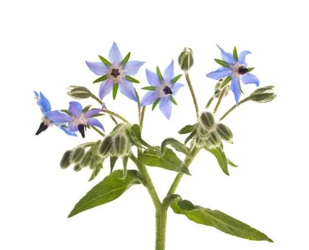 Borage Stock Photos
