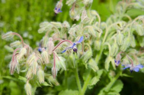 Borage Stock Photos