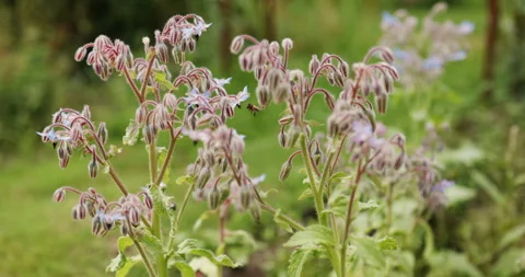 Borage plant Stock Footage 246975562