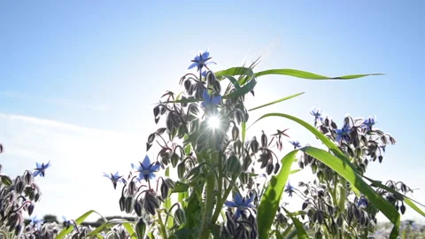 Borage plant on the sun. 5 second clip. Stock Footage 178613258