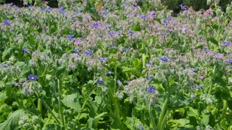 Borage plants blooming in spring Stock Footage 50828977