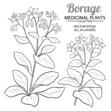 Borage vector set Illustrazione stock