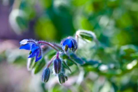 Borageflower Stock Photos