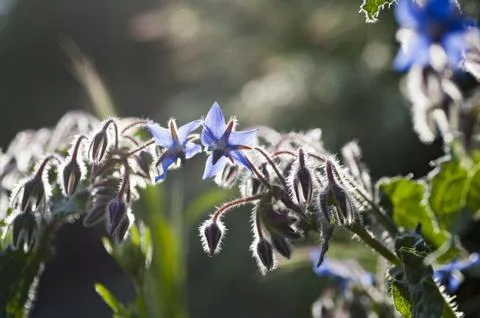 Borago Stock Photos