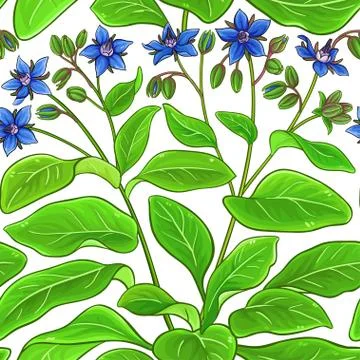 Borago vector pattern Stock Illustration