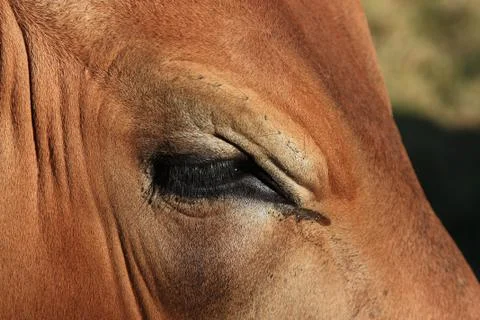 Boran cow's eye Stock Photos