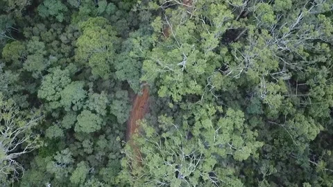 Boranup Forest From Above the Canopy Stock Footage